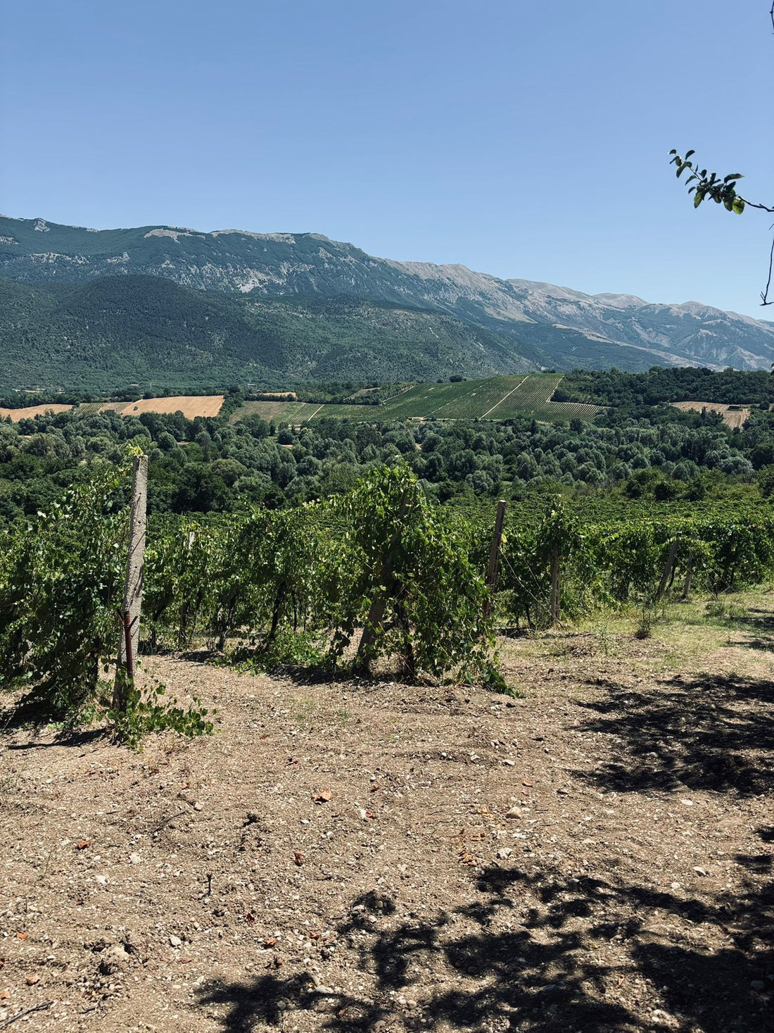 Agricola Candeloro : l’authenticité des Abruzzes dans votre verre