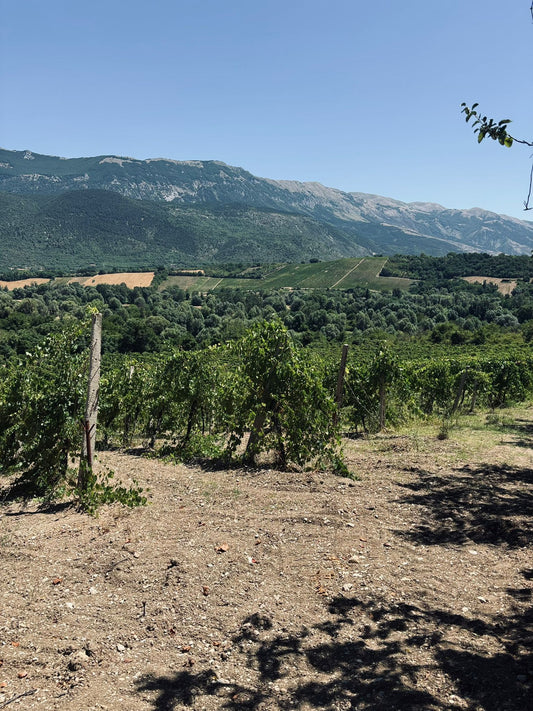 Agricola Candeloro : l’authenticité des Abruzzes dans votre verre