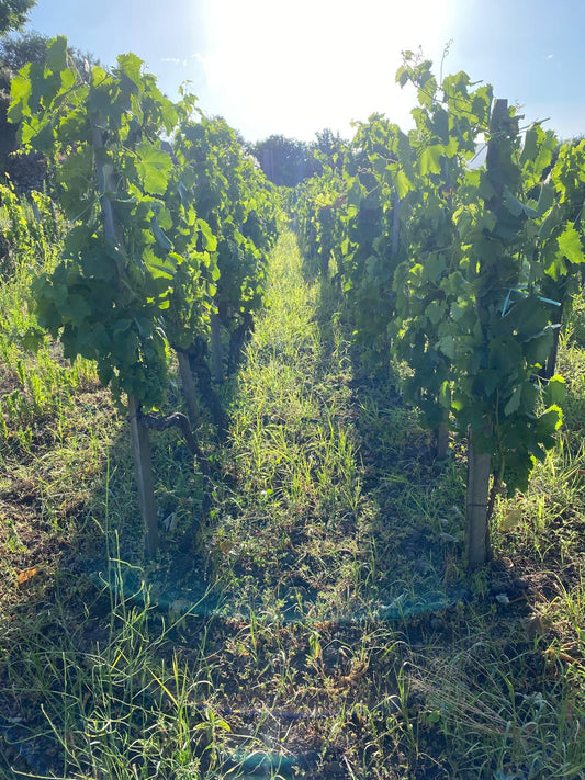 Vin naturel : définition simple et différences avec bio et biodynamie